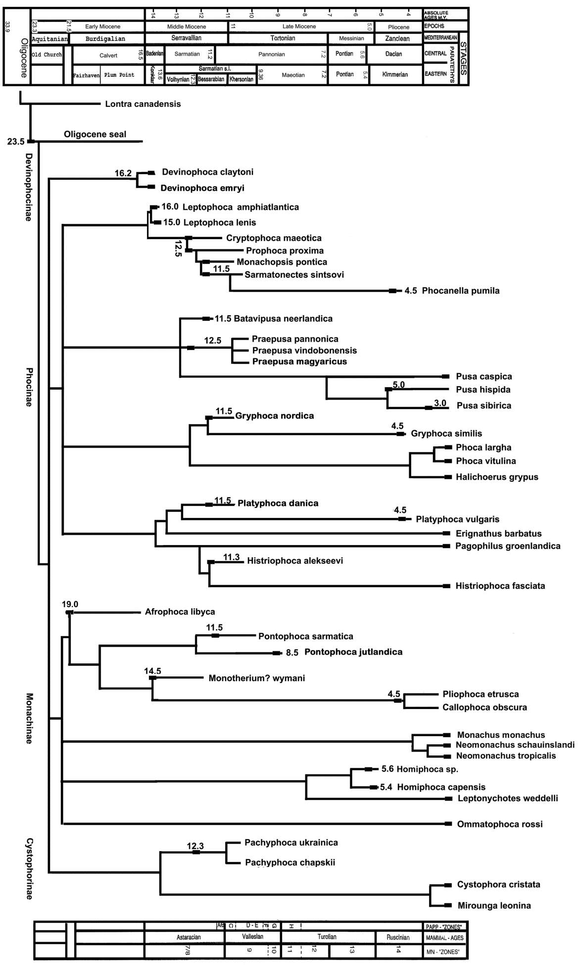 Figure 2: Sub familial tree correlating chronology and stratigraphy of extinct and extant Phocidae. Branching points are not exactly associated with time scale (Updated from Koretsky and Rahmat, 2013).