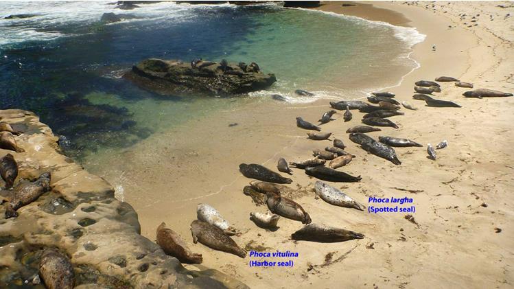 Figure 4: Different species of seals resting on same beach. Different species of seals (Phoca vitulina and Phoca largha) coexisting in the same habitat at La Jolla beach, San Diego, California (USA).
