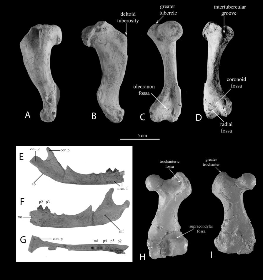 Figure 5: Cranial and postcranial association of extinct subfamily Devinophocinae. Mandible, humerus, and femur of Devinophoca emryi of the extinct subfamily Devinophocinae (Modified from Rahmat and Koretsky, 2016).