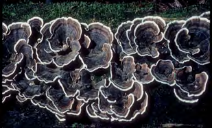 Figure 1: Trametes versicolor (Photographs taken by Walt Sturgeon, Locality: USA, Ohio, Columbiana Co., Beaver Creek State Forest, hosted by http://mycoportal.org).