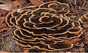 Figure 2: Trametes versicolor (Photographs taken by Robert Chapman, Locality: USA, Arizona, Chiricahua Mountains, hosted by http://mycoportal.org).