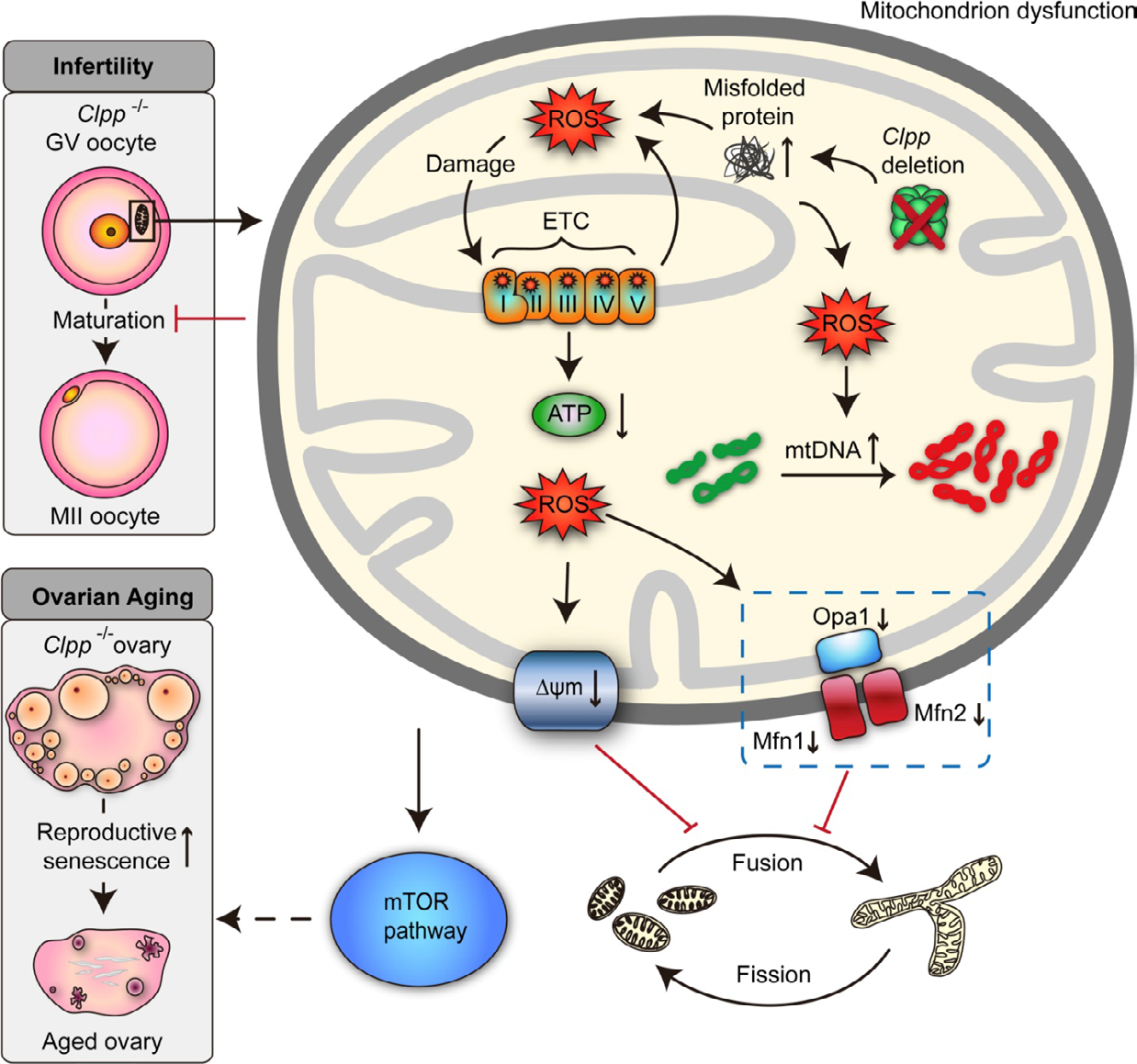 Figure 2: Courtesy reference number 74-A schematic illustration of the effect of Clpp deletion on oocyte mitochondrial function, fertility, and ovarian aging. Targeted global germline deletion of Clpp in the mouse results in mitochondrial dysfunction in oocytes associated with decreased membrane potential and ATP production, and increased reactive oxygen species (ROS) and mitochondrial DNA (mtDNA) copy number. These changes are associated with decreased expression of mitochondrial fusion genes (Mfn1, Mfn2, and Opa1), resulting in smaller and rounder mitochondria. Clpp-knockout mice are infertile with impaired oocyte maturation and inability to form blastocysts, and they show accelerated follicular depletion, associated with activation of mammalian target of rapamycin (mTOR) signaling.