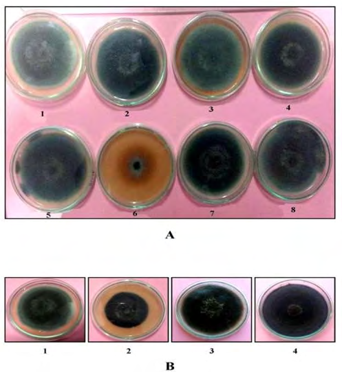 Figure 1: Antifungal activity of elicitors and binders. (A)	Elicitors (1) Cotton oil cake, (2) Mustard oil cake, (3) Neem oil cake, (4) Sesame oil cake, (5) Ground nut oil cake, (6) Clove bud oil cake, (7) Coconut oil cake, and (8) Control (Only PDA media). (B)	Binders (1) Guar gum, (2) Cow dung, (3) Gum Acacia, and (4) Control (Only PDA media).