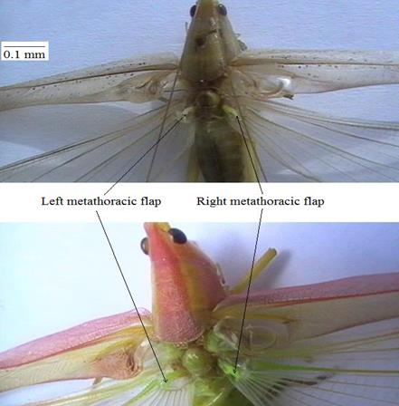 Figure 2: Dorsal view of male R. differens showing distinct paired metathoracic flaps. Matojo and Yarro, et al. [13]. Tibial Black Markings: Ruspolia differens can also be identified by its distinct pair of subequal black markings on the ventrolateral and dorsolateral positions of the mid and hind tibia near the knee joint (Figure 3). The ventrolateral marking is almost two times longer than the dorsolateral marking. Other tettigoniids have no comparable tibial markings.