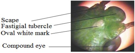 Figure 3: The dorsolateral and ventrolateral black markings in the left midtibia of R. differens. Matojo and Yarro, et al. [13]. A White Inter-Ocular Oval Mark: The fastigium of R. differens is separated from the frons by a white inter- ocular oval mark appearing like a median ocellus (i.e. simple eye) just posterior to the sulcus along the median carina (midway the two scapes) (Figure 4). The longitudinal and lateral diameters of this mark are almost one-third of those of the compound eye as described by Matojo, et al. [3].