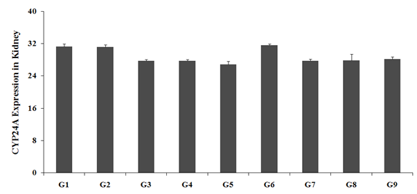Figure 3: CYP24A expression in the vitamin D3 deficient diet (G2) was 31.14 ± 0.51 AU decreased by 0.5% as compared to the normal control (G1). Calcitriol treatment showed significantly decreased kidney CYP24A expression (27.71 ± 0.29AU) by 11% as compared to the G2. G4 group showed significantly decreased the kidney CYP24A expression (27.71 ± 0.36AU) by 11% as compared to the G2. G5 group showed reduced level by 3.1%, while increased expression of kidney CYP24A expression by 13.9% as compared with the G4. Overall, the data suggested that the Biofield Energy Treatment per se significantly improved the enzyme expression in kidney in all the experimental preventive treatment groups as compared with the normal treatment approach (Figure 3).