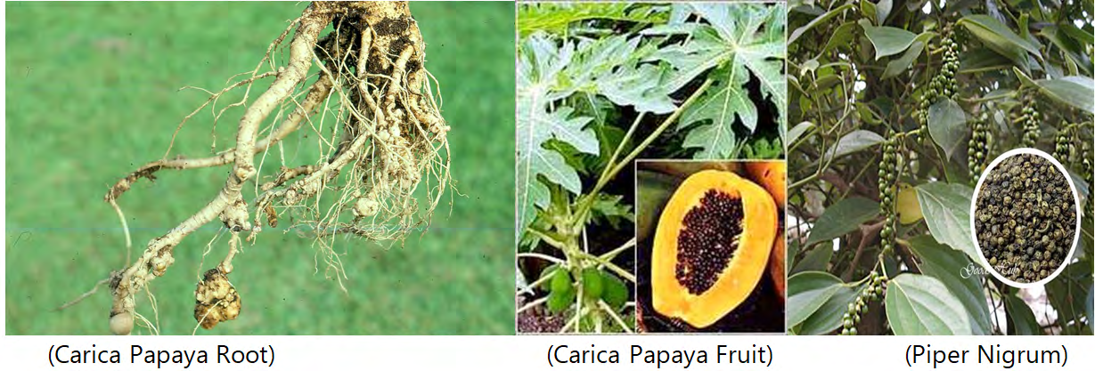 Figure 1: Carica papaya Friuits
