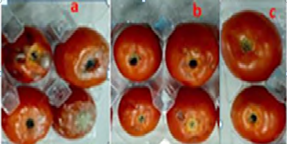 Figure 2: A: untreated fruits, B: fruits treated by T2- DSE, C: fruits treated by T1-DSE.