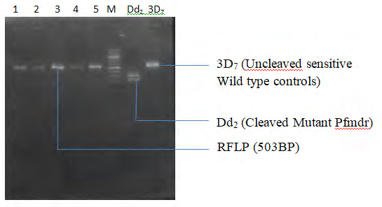 Figure 2: Gel electrophoresis showing the RFLP of PFMDR gene after 3hrs digestion with AFLIII. Lane 1 - 5 shows the uncleaved WT PFMDR gene. Lane M represents the Quick-Load 100bp molecular ladder. Lane Dd2 represents the cleaved MT PFMDR while 3D7 represent the uncleaved sensitive WT controls respectively.