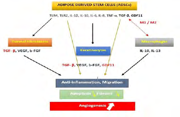 Figure 1: Immunomodulatory effects of ADSCs. Through their secretome, these cells change the macrophages polarization and acquire an anti-inflammatory profile to enhance skin cell proliferation and migration, improve angiogenesis accelerating thus re-epithelialization.