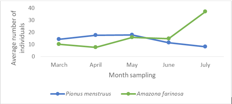 Figure 2: Average number of P. menstruus and A. farinosa, sighted in 5 months of samplings, in a locality of Montes de María.