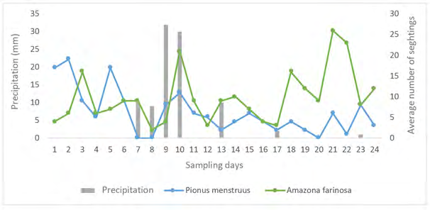Figure 8: Average number of sightings of P. menstruus and A. farinosa in dry and rainy days, during the 24 days of sampling in the study area.