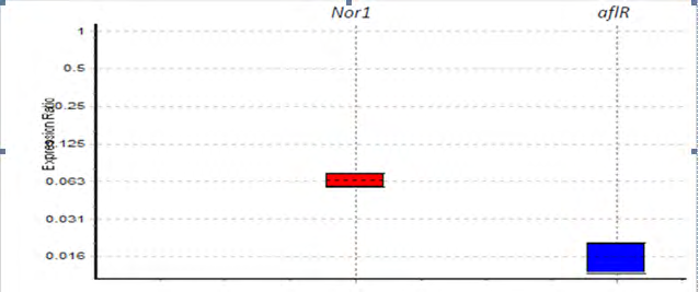 Figure 2: Comparison aflR and Nor1 mRNA Expression Level in E. connata.