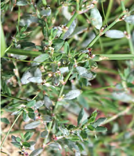 Figure 3: Erysiphe polygoni DC on Polygonum aviculare L.
