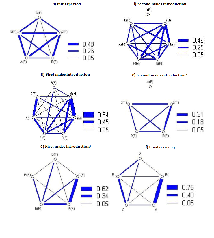 Figure 2: Symmetric sociogram (with relative tie weighting) of T4, showing the tactile resting behavior of female lesser spotted dogfish. * Sociograms with social structure of females exclusively during manipulation periods.