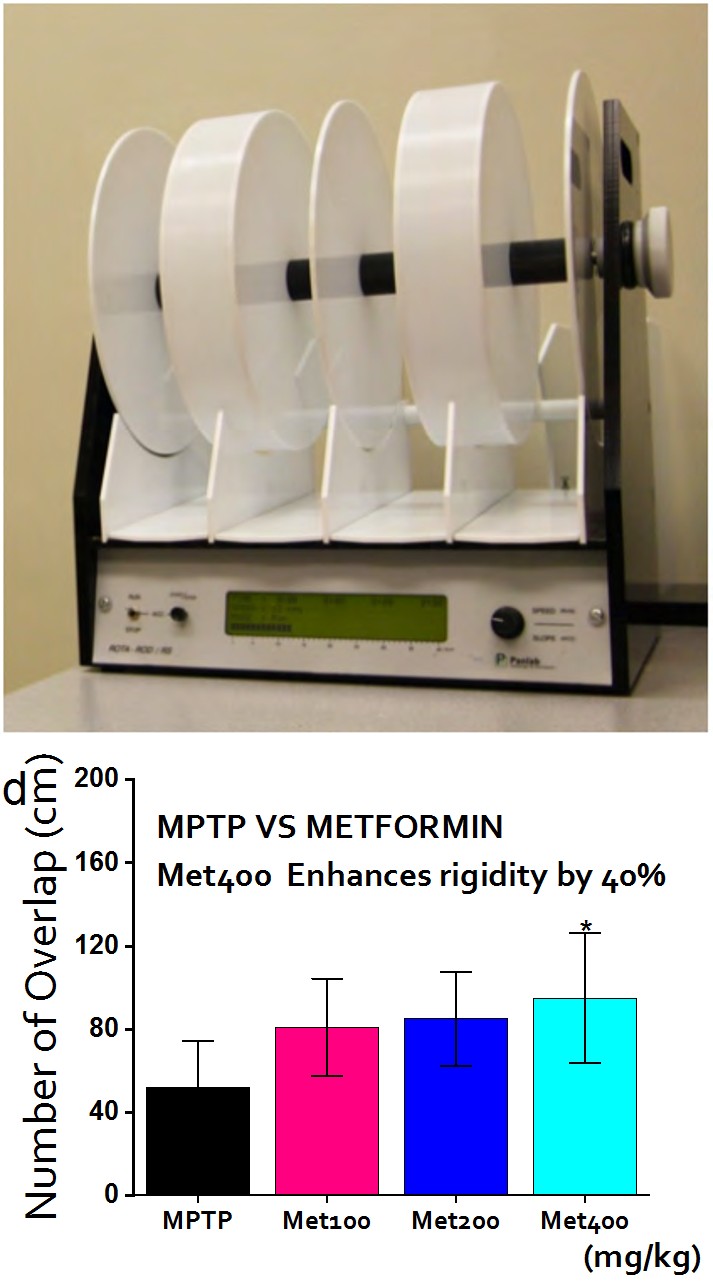 Figure 2: Behavioral Assays I Figure 2a: Trajectory of Open Field Test (OFT): The mice were allowed to move freely in an open field rectangular space and the corresponding movement (locomotion) was recorded by ANYMAZE software and video system. centre zones and corner zones were selected accordingly. MPTP-treated mice move more predominantly within the corner zones in contrast to the saline (control) that move more evenly. Figure 2b: Rotarod: Rotarod set-up showing the lane/rod on which mice is expected to maintain a balance at 5 t0 40 rpm. The latency to fall time was recorded and analyzed accordingly. Figure 2c: Footprints overlap (MPTP VS Saline): The number of overlap indicates the regularity and order of movement. Expectedly, MPTP models showed significant limited number of overlap (P < 0.001). Figure 2d: Footprints overlap (MPTP VS Metformin): Metformin reverses some of the motor deficits caused by MPTP (P < 0.01).