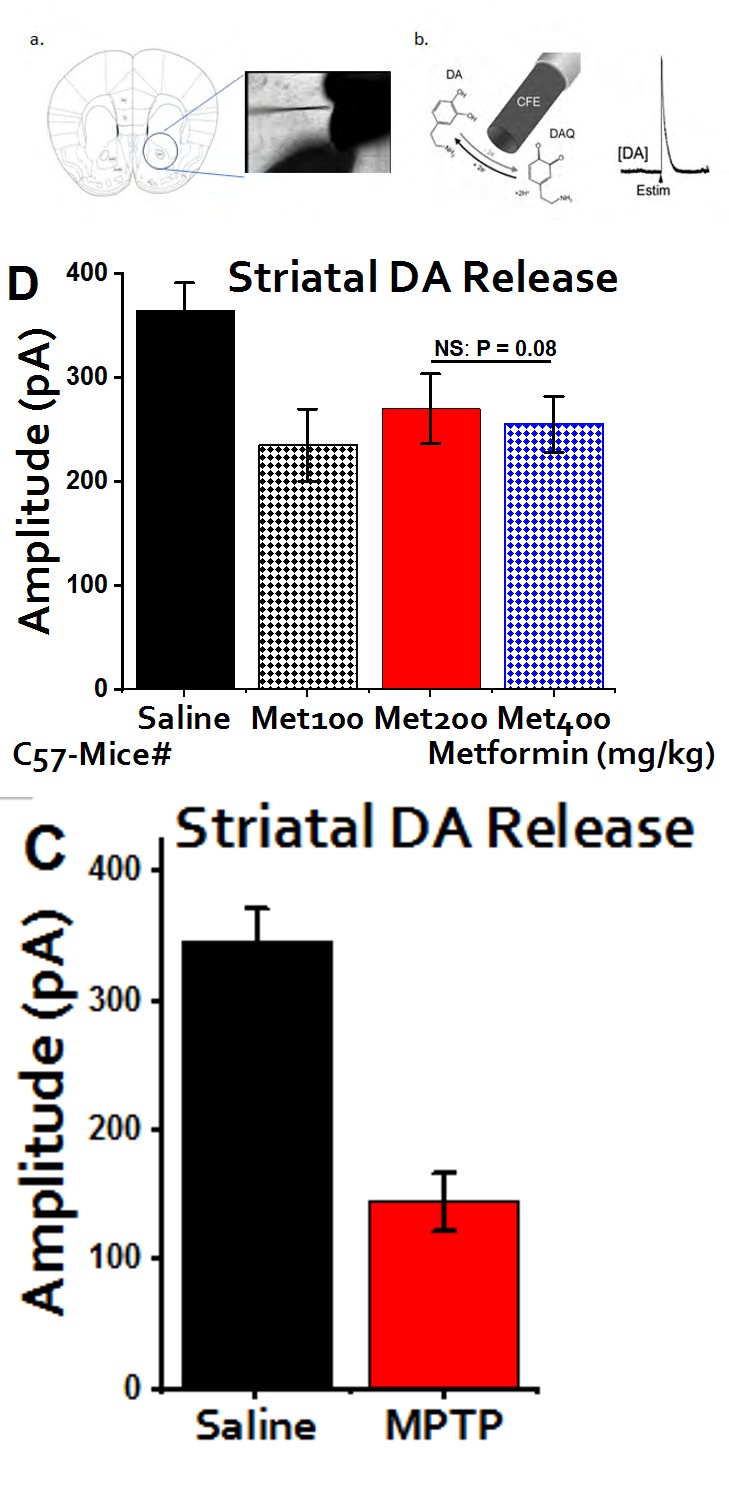 Figure 5: DA Release Figure 5a: Midbrain: Shows the arrangement for measuring the DA release in the striatum and substantia nigra. Figure 5b: Carbon-Fiber Electrode: Carbon fiber is used to detect the release of DA. Estim serve as electrophysiological stimulator that triggers the release of DA at different frequency. Figure 5c: DA release of MPTP-mice: striatal slices of the brain treated with MPTP shows a massive reduction in the DA release when compared to the saline (P < 0.05).Data were collected from three different experiments. This further confirms the successful administration of MPTP to the target area and paves way to further tests. Figure 5d: protective effects of metformin at different concentrations: Surprisingly, highest amplitude was detected at 200mg/kg. Metformin displayed a certain level of DA replenishment against the effect induced by MPTP even though, insignificant statistically (P = 0.08). Data shown are expressed as mean ± SEM and unpaired students _t_-test.