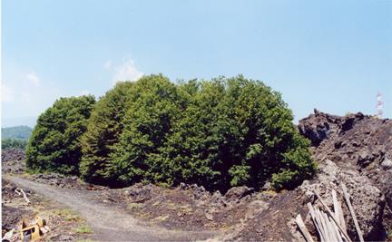 Figure 1: Uncultivated Chestnut Wood (Fornazzo, Etna)