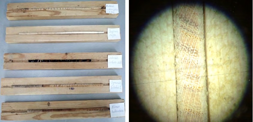Figure 2: The view of the samples which dried, planed and put into container.