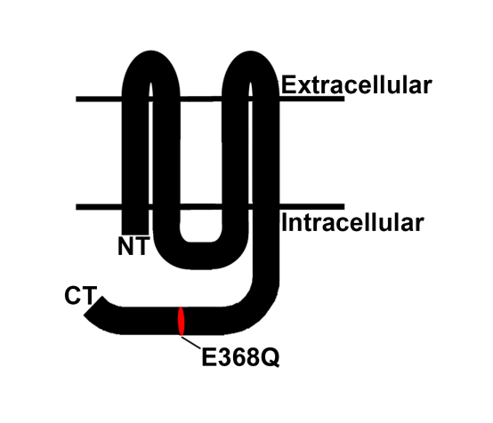 Figure 3: Diagram of the topology of Cx50 in the plasma membrane and the location of the E368Q mutation. The competence of E368Q to form gap junction plaques was assessed by localizing immunoreactive Cx50 in HeLa cells transfected with either wild type Cx50 or E368Q (Figure 4A,B). Wild type Cx50 and E368Q showed similar distributions. Both localized in the cytoplasm (possibly within the biosynthetic/secretory pathway) and at appositional membranes in a distribution consistent with gap junction plaques (arrows in Figure 4A, B). The abilities of wild type Cx50 and E368Q to support intercellular communication were assessed by studying the intercellular transfer of Neurobiotin from individual cells to their neighbors. Neurobiotin remained in the microinjected cell or transferred to very few neighbors in untransfected cells (Figure 4C). In contrast, Neurobiotin transferred to a significant number of cells in HeLa cells expressing Cx50 and E368Q. However, the extent of Neurobiotin transfer did not differ between wild type and mutant Cx50-expressing cells. Discussion In the present study, we have reported a family with a missense mutation in the Cx50 gene, GJA8, which is associated with congenital cataracts with intrafamilial variation. The mutation encodes a single amino acid substitution (E368Q) in the cytoplasmic C-terminus of the protein. The connexins are members of a family of proteins that form intercellular channels allowing the exchange of ions and small molecules between adjacent cells. A substantial number of mutations of the two human connexins that are expressed predominantly in lens fiber cells (Cx46 and Cx50) have been identified in families with inherited congenital cataracts [15]. In many cases,