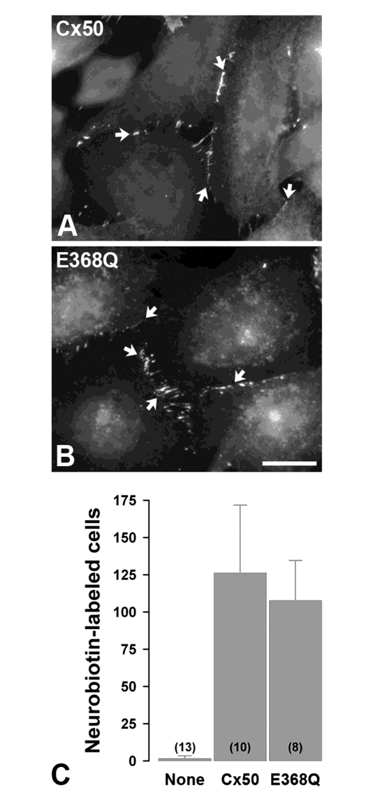 Figure 4: The E368Q mutant forms gap junction plaques and shows normal levels of intercellular communication. A, B. Immunofluorescence localization of wild type Cx50 (A) and E368Q (B) in stably transfected HeLa cells. Both wild type and mutant proteins show appositional membrane staining characteristic of gap junctions (arrows). Bar, 13 μm in A and 17 μm in B. C. Bar graphs show the extent of intercellular communication determined by counting Neurobiotin-labeled neighboring cells after microinjection of the tracer in untransfected HeLa cells (None) or cells expressing wild type Cx50 or E368Q. The numbers of microinjected cells are indicated in parentheses.
