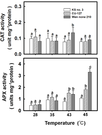 Figure 3: Effect of temperature on antioxidant enzymes activities in different cucumber cultivars. After treatment, first leave were measured for antioxidant the enzyme activity of CAT (A) and APX(B). Bars indicate the standard error (n = 4). Values with the same letter are not significantly different at _P_ < 0.05
