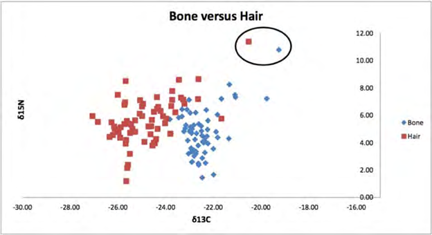 Figure 1: Comparison δ13C and δ15N levels for hair and bone in western Alaska wild red foxes. One male fox outlier is circled. δ13Cvalues illustrate differences in carbon isotope biochemistry.