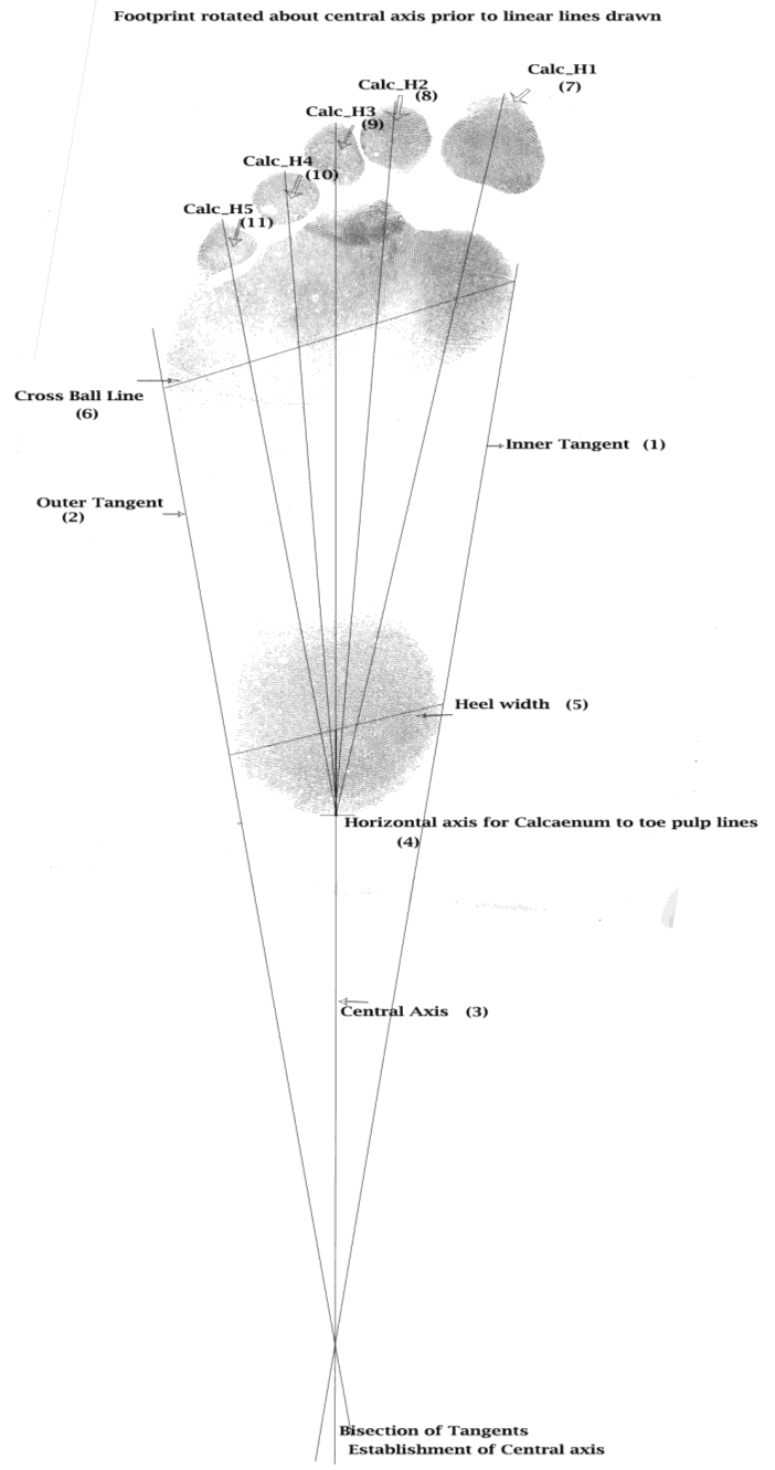 Figure 2: An Inkless Shoeprint Kit paper with a collected bare footprint.