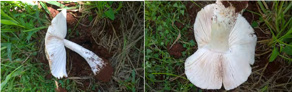 Figure 1: Termitomyces mushrooms (Photographs taken by Glen van Niekerk, Locality: South Africa, Pretoria, Gauteng, Sinoville, hosted by http://mycoportal.org).