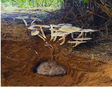 Figure 2: Termitomyces mushrooms showing attachment to termite nest in soil cross-section (Photographs taken by Masana Izawa, Locality: Only available to clients in Canada, Mexico, and United States, hosted by https:// www.mindenpictures.com).
