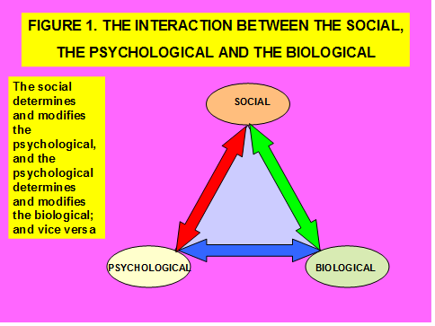 Figure 1: The Interaction between the Social, the Psycho- logical and the Biological.
