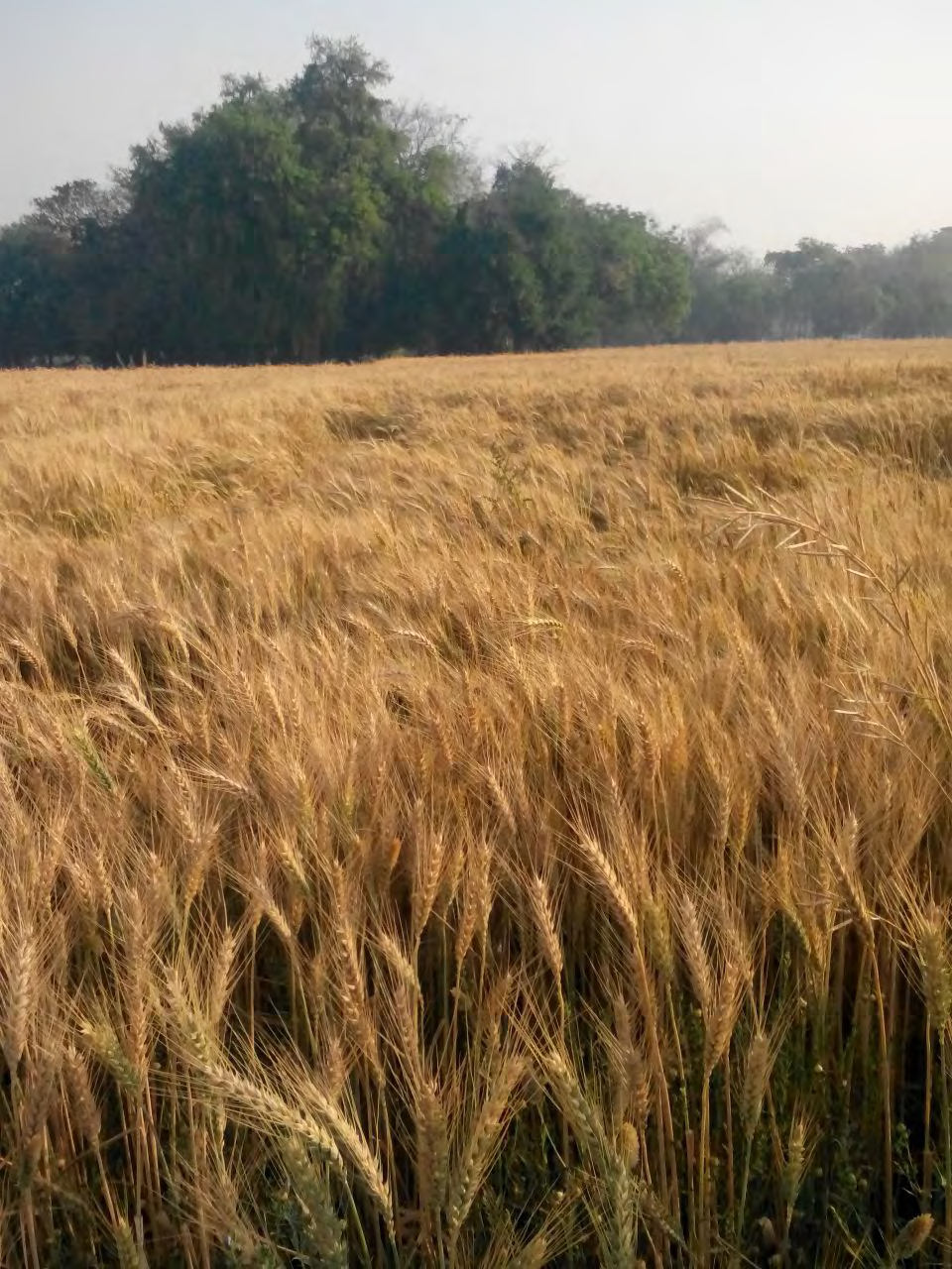 Figure 2: Photograph of field crop at maturity.