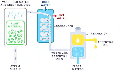 Figure 2: Extraction of essential oils from perfumery plant material using the steam distillation technique. (Source: www.essentialoilmach.com/news ; updated: 17 March 2020, 10:00 GMT) Cold pressing (Figure 3) is a mechanical extraction process of EOs, also known as expression or mechanical separations. Cold-pressed EOs from the peel are the first by-products to be recovered during the processing of Citrus fruits and any improvement in their recovery is of great interest for the Citrus processing industry. It is typically used to extract Citrus EOs. In this technique, the oil is forced from the material under high mechanical pressure. Many base oils are obtained in the same way.