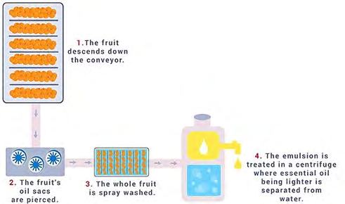 Figure 3: Cold-Press extraction used for citrus peels. (Source: www.essentialoilmach.com/news ; updated: 17 March 2020, 10:00 GMT) Novel equipment’s have been constantly established to overcome the limitation and inadequacy of traditional techniques, and to improve the distillation effectiveness [34,35].