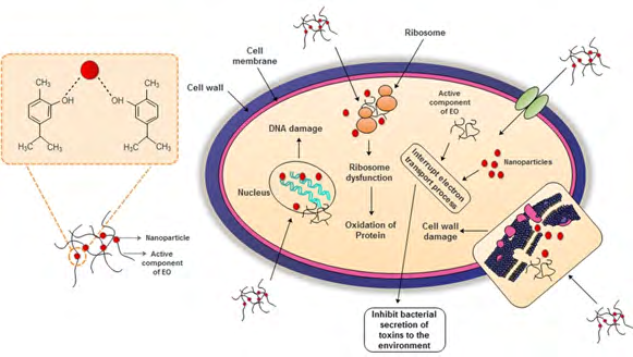 Figure 5: Schematic representation of possible mechanism of actions nano-encapsulated Eos [93].