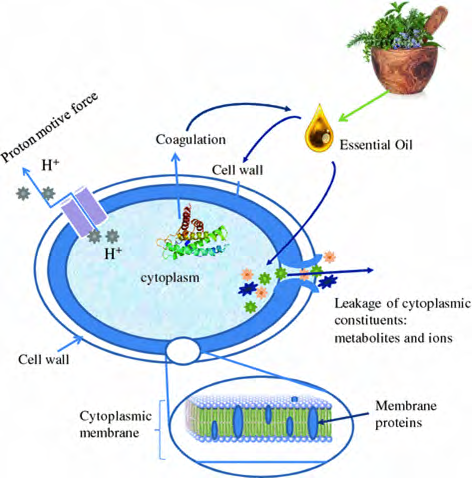 Figure 6: Antimicrobial action mechanism of EOs[91].
