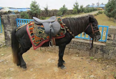 Figure 1: Jumli Horse.