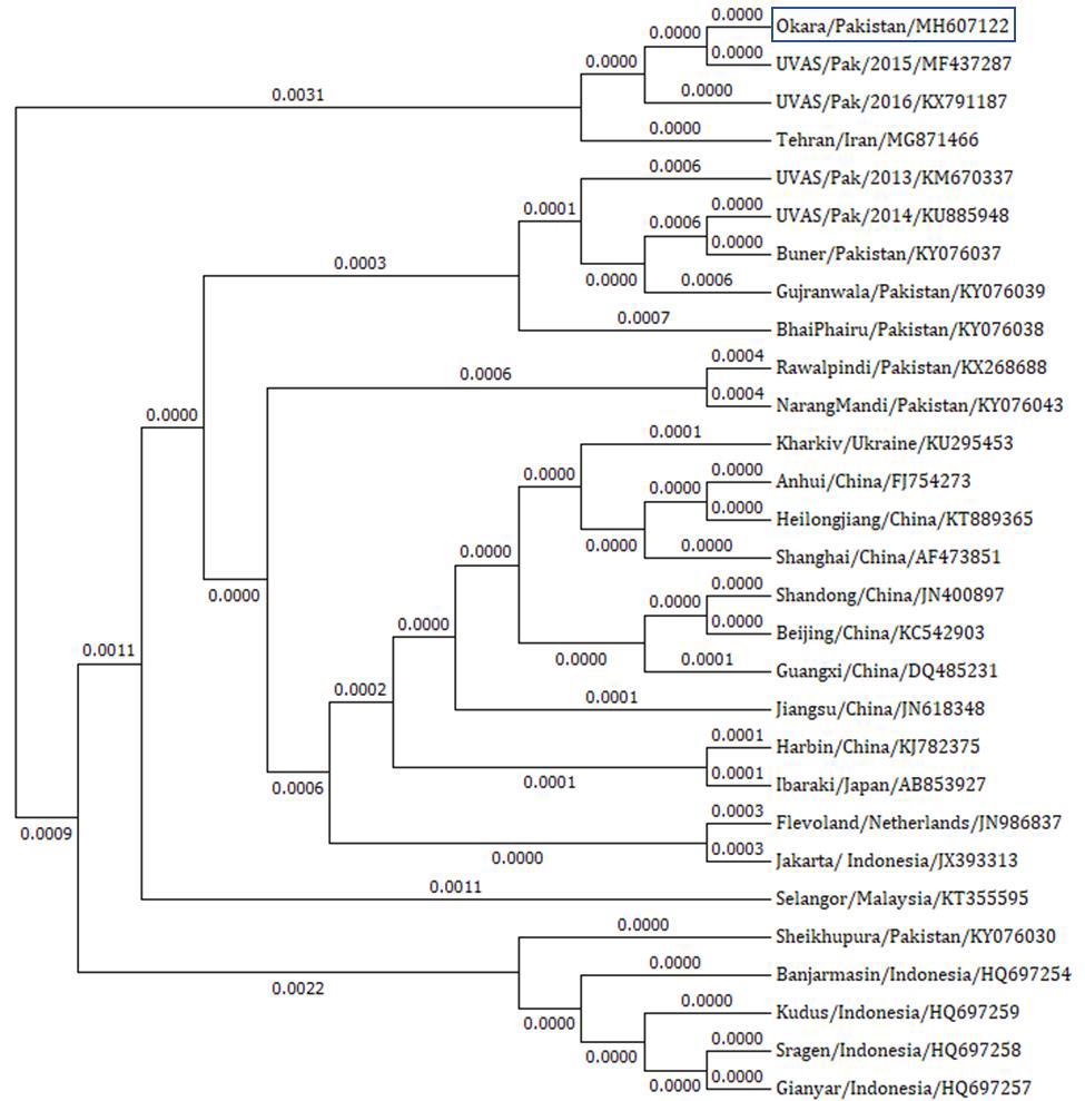 Figure 3: Sequences were obtained from GenBank and dendrogram was constructed by neighbor joining method, the scale represents evolutionary distance overtime. The tree represents city or province, country name and GenBank accession number.