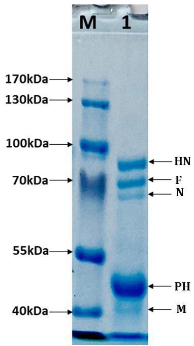 Figure 4: Coomassie brilliant blue stained 8% SDS- PAGE represents the proteins of virus. M: protein marker and lane 1: viral proteins; haemagglutinin- neuraminidase (HN), fusion (F), nucleocapsid (N), phospho (PH) and matrix proteins (M).