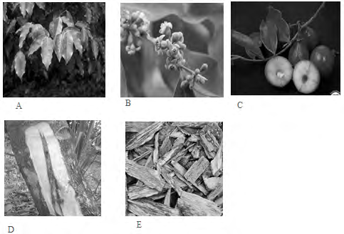 Figure 1: Aquilaria spp. (A) leaves (A. subintegra), (B) ﬂowers (A. malaccensis), (C) fruits (A. malaccensis), (D) agarwood (resin) formation (Thymelaeaceae), and (E) Resin-saturated wood chips (Aquilaria crassna is a mixture of several species).
