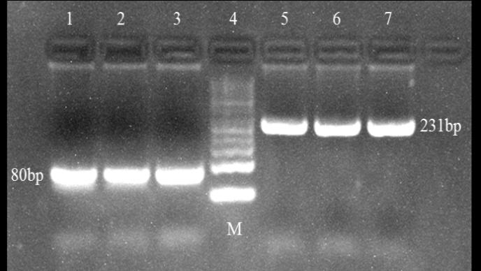 Figure 1: Agarose gel (1%) image of the amplified PCR products of the polymorphic sites in rabbit GH and MSTN genes. Lane 1-3 – PCR products of the MSTN gene; Lane 4 (M) – Molecular weight marker, 50bp; Lane 5-7 –PCR products of the GH gene Through the RFLP approach with digestion with the restriction enzyme Bsh1236 I at a determined specific site at 5’…CG↓CG…3’ identification of the alleles at rabbit GH gene was possible. As a result, three different genotypes were identified in the observed locus in the studied rabbit populations – two homozygous (CC and TT) and one heterozygous (CT). The homozygous CC genotype, represented with two fragments 169 and 62 bp of size, was detected in 7 NZW- KB and in 10 NZW-SZ rabbits. The homozygous TT genotype was identified in few rabbits –3 from the NZW- KB and in 2 from the NZW-SZ population, respectively. The heterozygous genotype CT (three fragments – 231, 169 and 62 bp) was found in 16 inbred NZW-KB rabbits and in 12 NZW-SZ rabbits, respectively. On the basis of PCR-RFLP analysis, genotype structure of the examined rabbit populations was established and allele frequencies were calculated. The distribution of the alleles and genotypes frequencies of the GH gene in rabbit populations are summarized in Table 1. From the below table, NZW-KB rabbit population the frequency of the heterozygous genotype CT was 0.615, while those of the homozygous genotypes CC and TT were 0.270 and 0.115, respectively. This suggested a prevalence of the C allele – 0.577 over the T allele – 0.423 in this rabbit group. Similar results were obtained in NZW-SZ, where the genotype frequencies were 0.500 for the heterozygous genotype. In this group, the frequency of homozygous genotype CC – 0.417 was higher than that of the homozygous TT – 0.083. The observed preponderance of allele C compared to allele T was also reported by Amalianingsih et al. (2014) [9] in New Zealand White and in Californian rabbit breeds (0.625 vs 0.375). Our results disagreed with data reported by Fontanesi et al. (2012) [3] for higher prevalence of allele T (frequency 0.594) over allele C (frequency 0.406) in Checkered Giant rabbits. In a recent study of Hussein et al., (2015) [10], comprising 202 rabbits from the APRI line, observed frequencies were 0.540 for allele T and 0.460 for allele C, respectively. The chi-square test for Hardy-Weinberg equilibrium (Table 1) at degree of freedom df=1 showed a value of χ2 with level of probability P>0.1, confirming the validity of the HWE for the both NZW-KB and NZW-SZ rabbit populations.