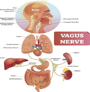 Figure 1: Diagram of the vagus nerve.