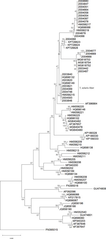 Figure 2: Phylogenetic relationship between _Terfezia_ species. The phylogeny corresponds to the majority rule consensus tree of trees sampled in a Bayesian analysis, and the posterior probability values are shown for main nodes. (ML, ME & NJ analyses presented in Supplemental Material 1). Newly obtained sequences are coded with the herbarium number (Table 1). Other sequence codes correspond to GenBank accession numbers (Supplemental Table 1). The spiny spore species associated with _T. guttata_ are highlighted in blue; the new described species in orange. *clade comprising three _T. olbiensis_ and three _T. morenoi_ sequences.