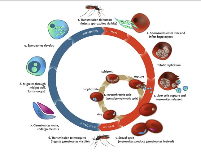 Figure 1: Malarial life cycle Klein, 2013.
