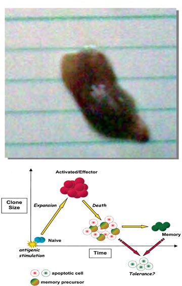 Figure 2: Formation of memory T cells (15).