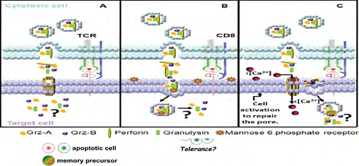 Figure 3: Three proposed models for internalization of lytic molecules. (A) Perforin polymerizes on the target cell membrane forming a pore through which granzymes (Grz)-A, -B, and granulysin enter to induce apoptosis. (B) The target cell membrane expresses mannose-6-phosphate receptor that forms a complex with Grz-B, which is then internalized together with Grz-A and granulysin inside vesicles and released by pore-forming perforin into the cytoplasm, where these molecules exert their function. (C) The pore formed by perforin allows the entry of extracellular Ca2+ activating the target cell, which attempts to repair the damage and endocytoses the membrane region together with lytic molecules adhered by electrostatic linkages [28].