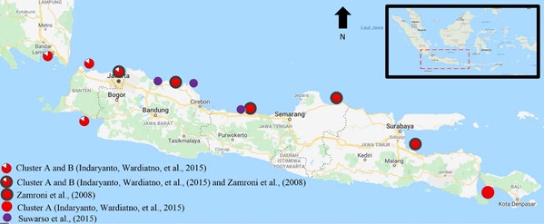 Figure 2: Distribution of R. brachysoma in the Java Sea, Indonesia.