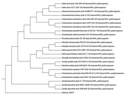 Figure 6: Phylogenetic dendrogram obtained by distance matrix analysis of 16S rRNA sequences, showing the position of strain Pectobacterium wasabiae sp. (O3) among phylogenetic neighbor.