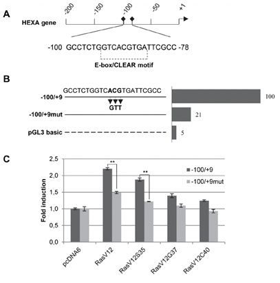 Figure 4: Schematic view of the mutation HEXA gene sequence.