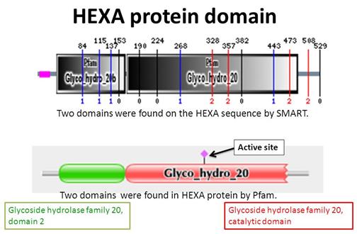 Figure 7: Schematic view of the HEXA gene sequence of amino acids in codon.